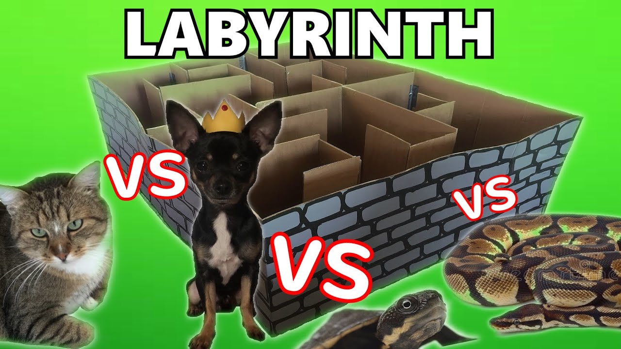 LABYRINTH vs DOG🐶| CAT🐱| SNAKE🐍| TURTLE🐢