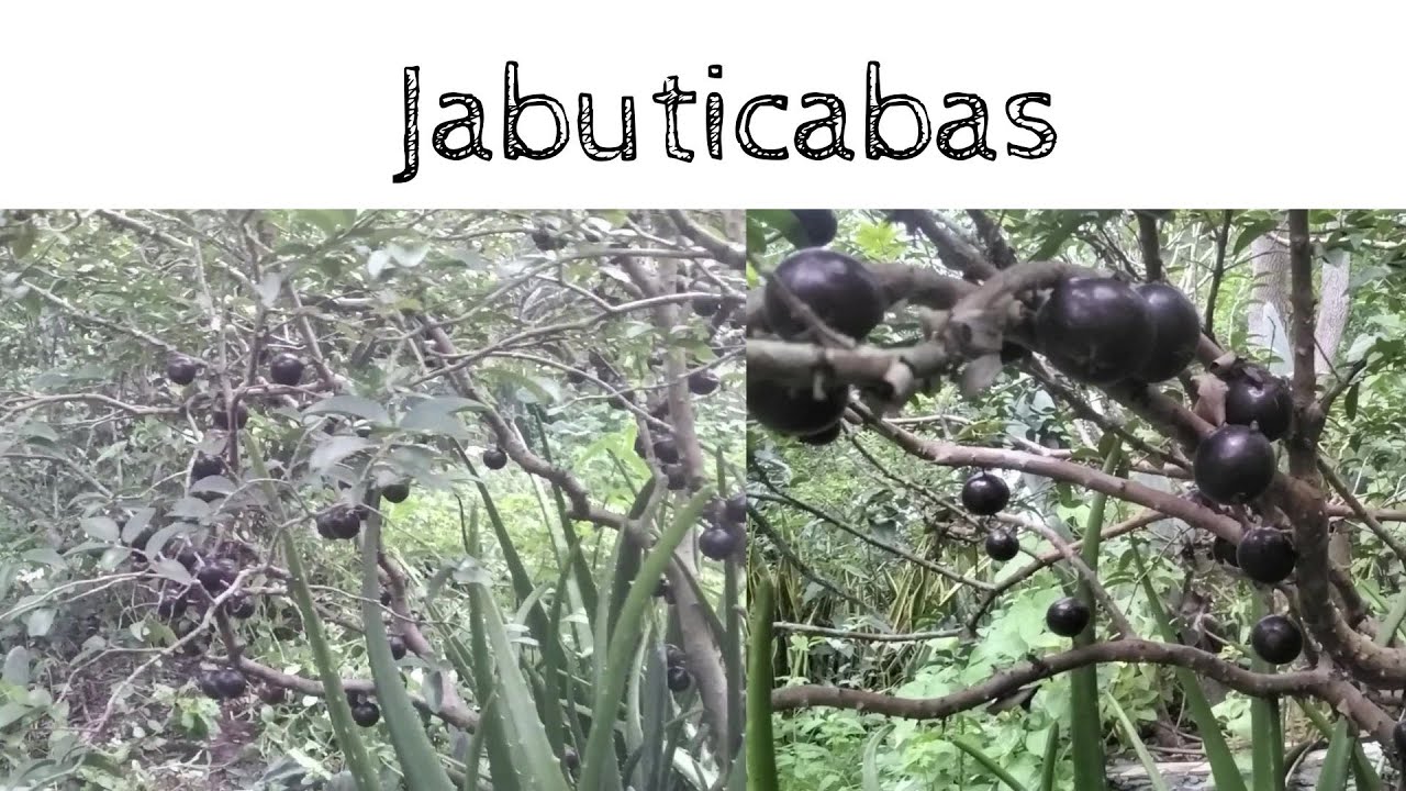 Agrofloresta na caatinga - Jabuticaba e outras frutas produzidas na agrofloresta