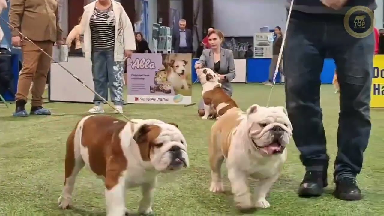 01.03.2026 г.,  Saint Petersburg, Special bulldogs show, Judge Natalia Yanova, Donetsk