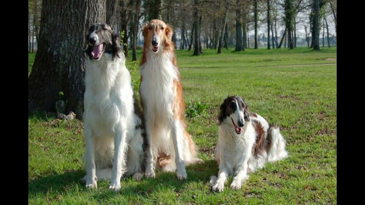 *BORZOI* : 