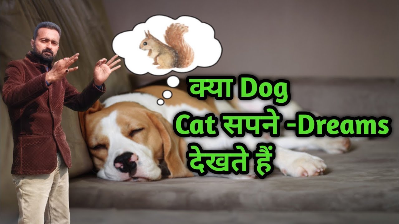 क्या Dog and cat भी आपके Dreams देखते है ?