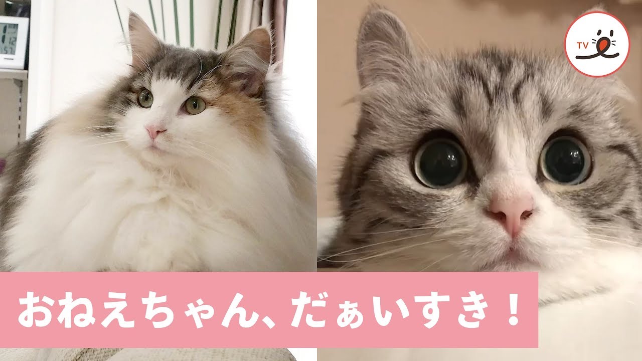 こまるちゃんは、お姉ちゃんがだぁいすき❣️ 仲睦まじい、ふわもふネコ姉妹🐱💖🐱【PECO TV】
