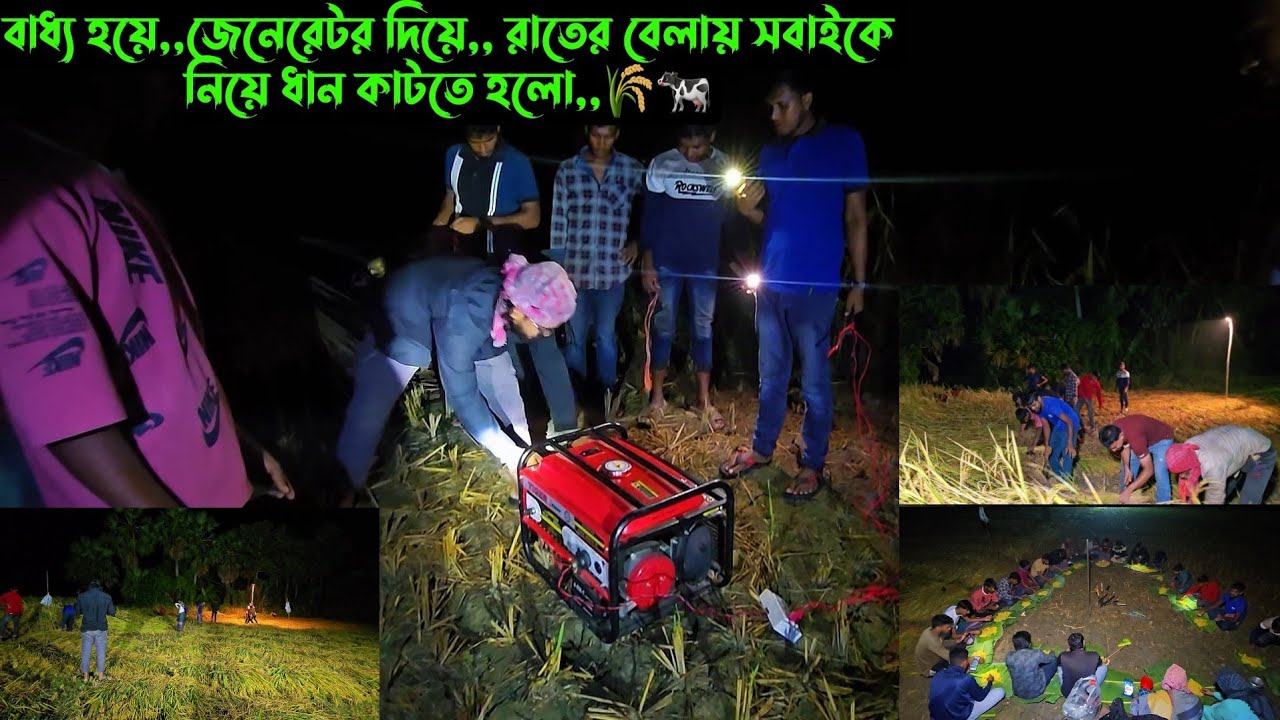 বাধ্য হয়ে,,জেনেরেটর দিয়ে,, রাতের বেলায় সবাইকে নিয়ে ধান কাটতে হলো,,🌾🐄
