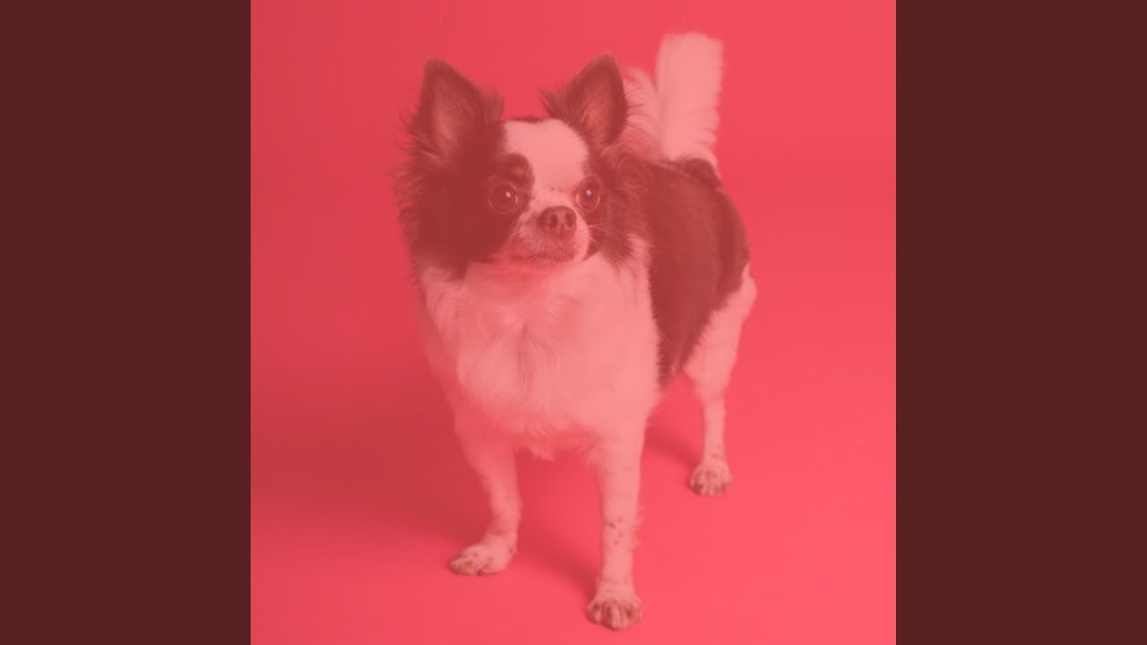 Inspiring Moods for Dog Rewards