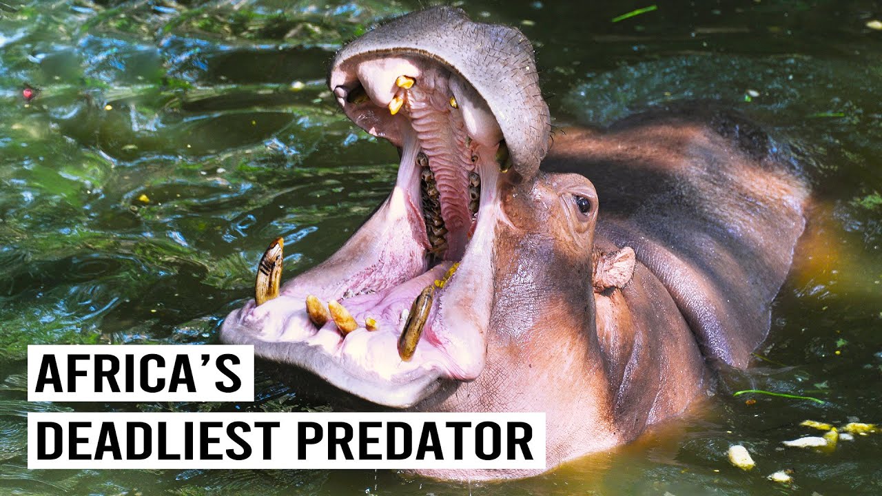The Dark Side Of Hippos: Africa's Deadliest Water Predator