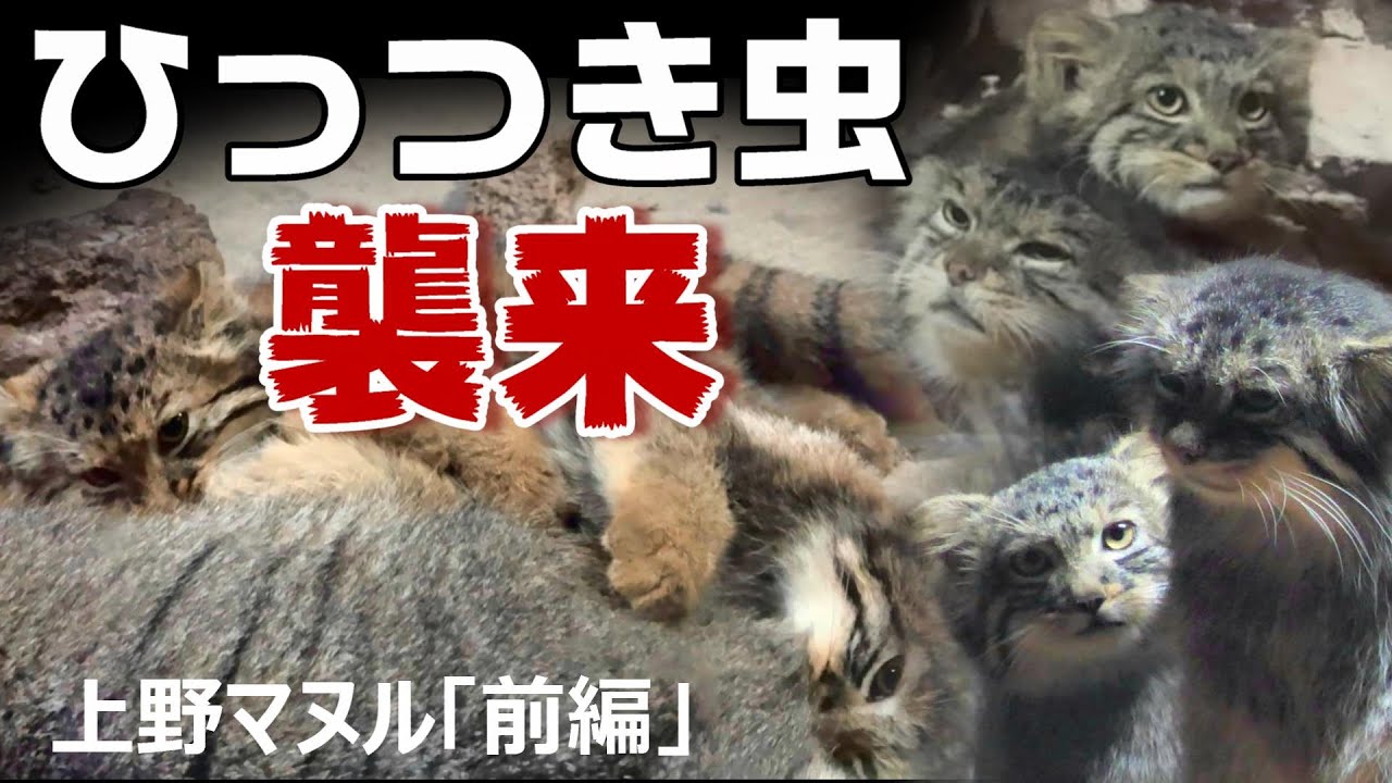 【上野マヌル前編】ひっつき虫襲来🐾UENO ZOO manul