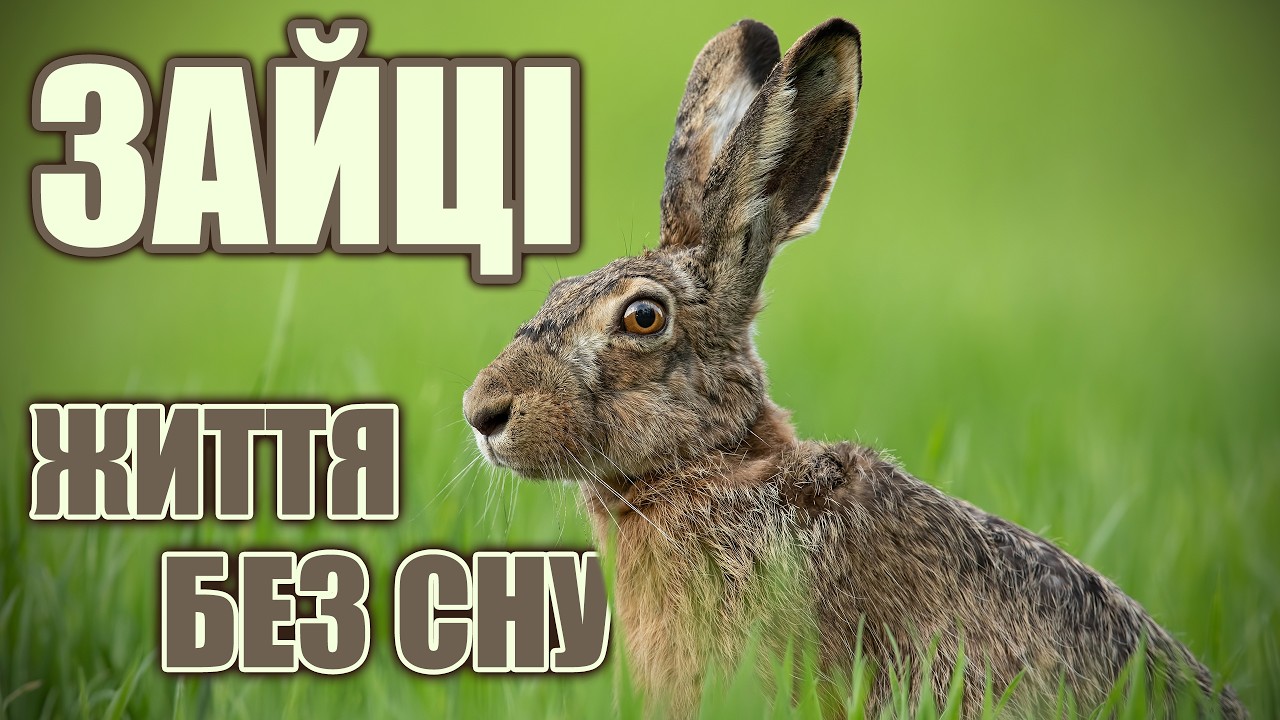 ЗАЄЦЬ: Вухасний виживальник. Цікаві факти про зайців