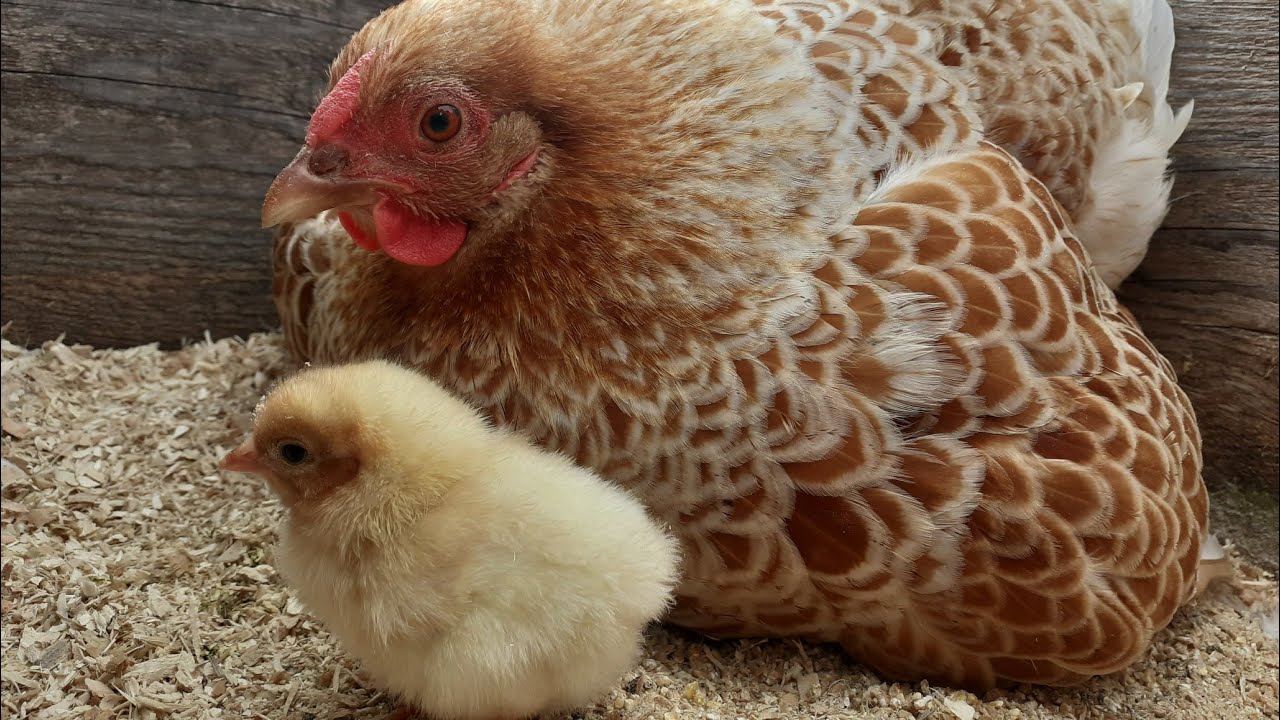 Natuurbroed kuikens voor het eerst buiten!