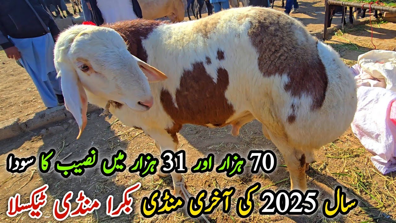 Last Bakra Mandi Taxila Friday Latest Update 26 December 2025 | Qurbani Bakra Eid 2026