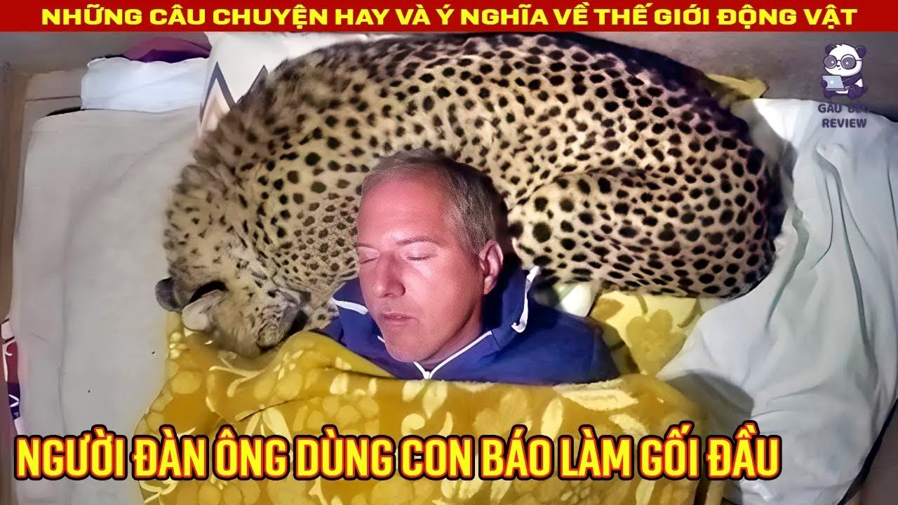 Người đàn ông dùng con báo săn Châu Phi làm gối đầu khi ngủ || Review Con Người Và Cuộc Sống