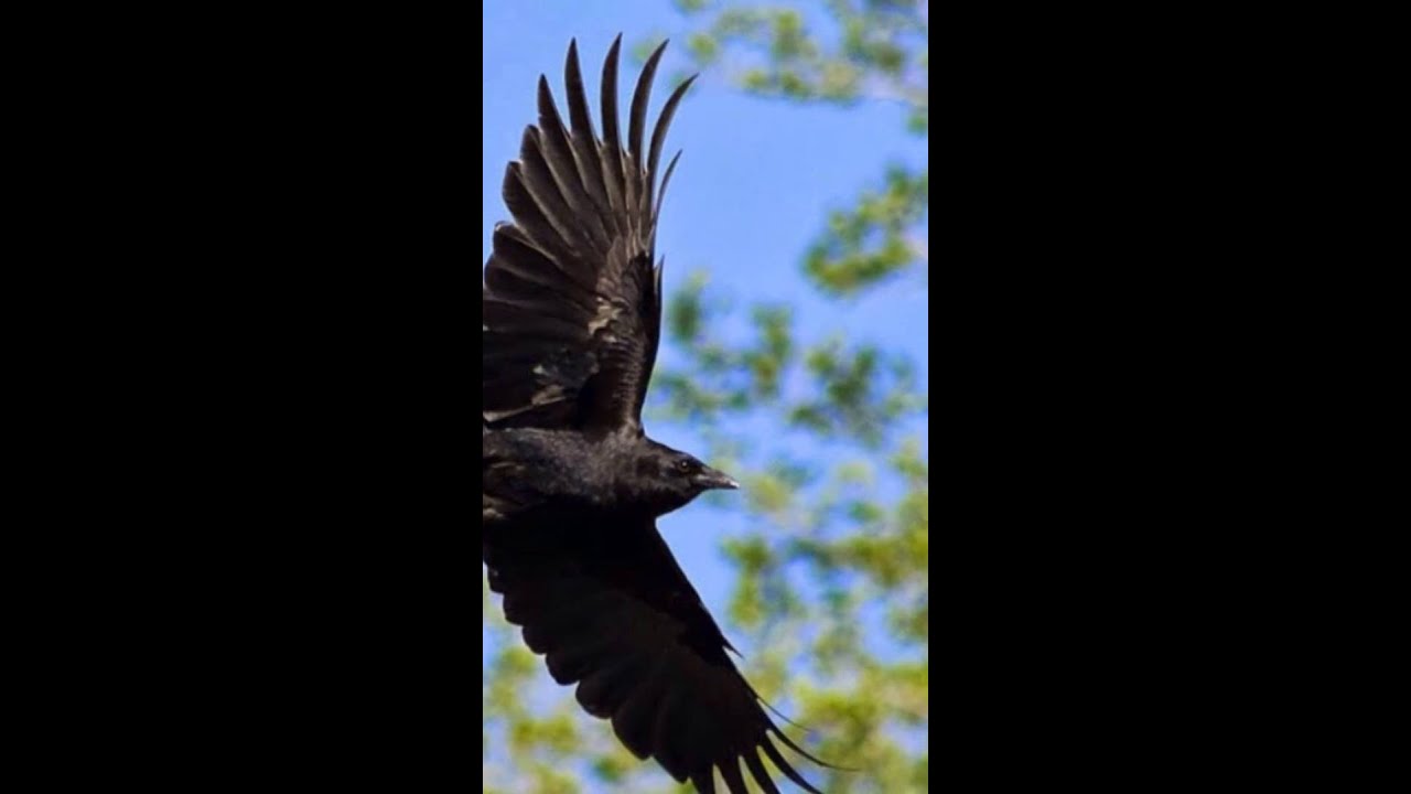 As the crow flies by Will Varley (with unofficial video)