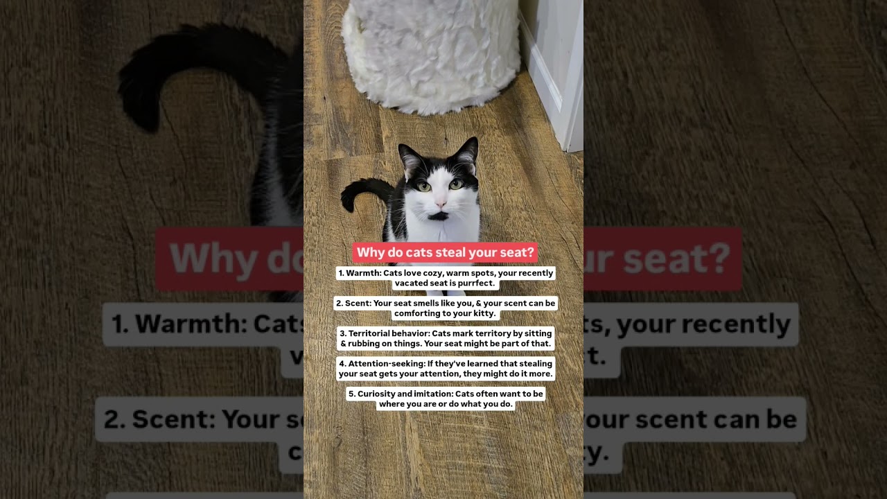 Why do cats steal your seat? 