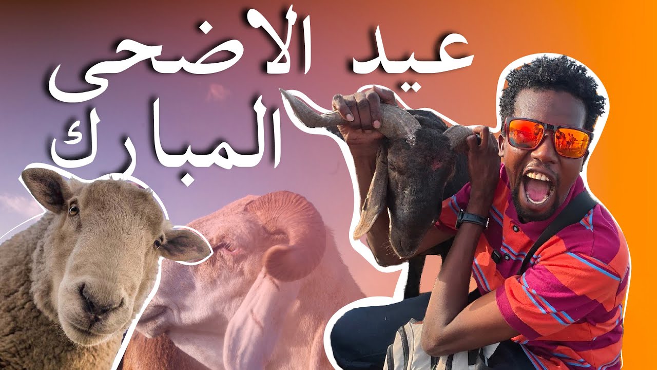 جولة في ثاني أكبر سوق مواشي في إنجمينا | الأسعار، الأنواع، والمفاجآت