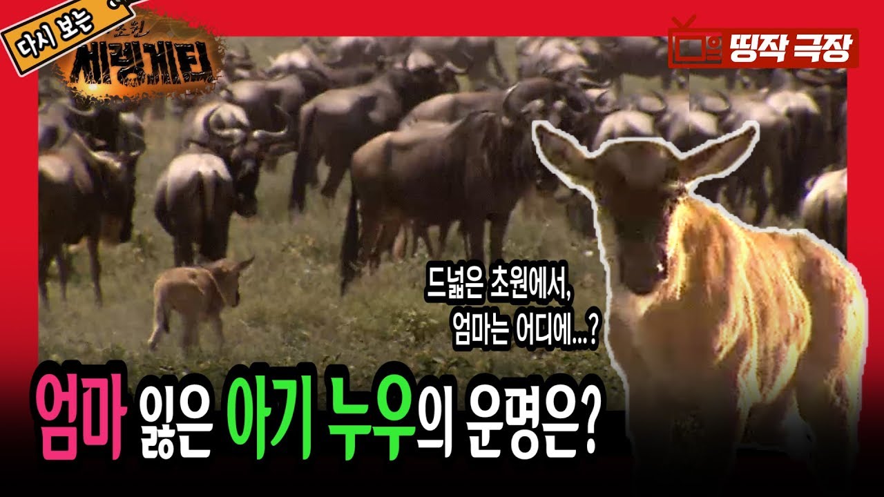 [띵작극장] 51탄 - 엄마 잃은 아기 누우의 운명은? [야생의 초원, 세렝게티]