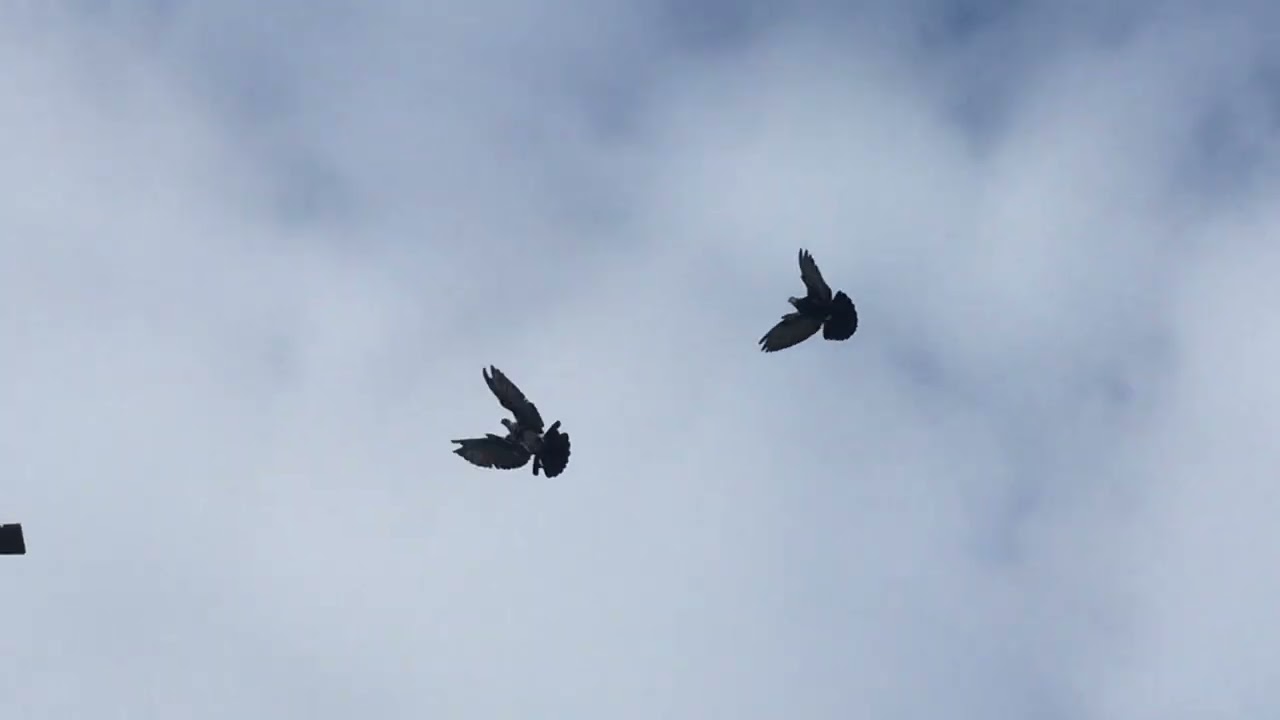#Pigeons.Что должен делать голубятник. 