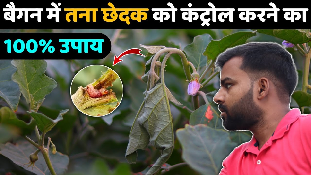 Brinjal Shoot Borer 100% Control | बैगन में तना छेदक कंट्रोल 100% रिजल्ट | baigan me kide ka ilaj 🤫