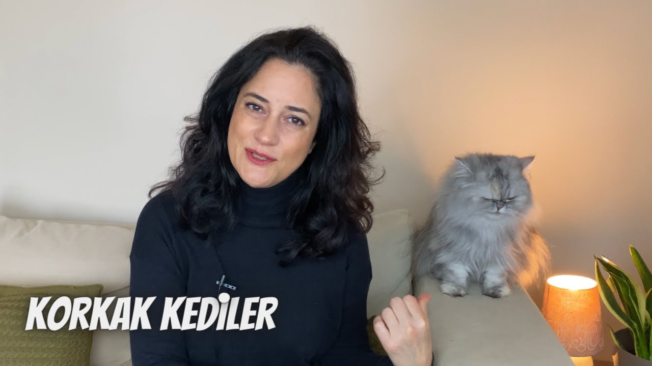 Korkak kedilerin güvenini kazanma ve kendimize alıştırmanın etkili yolları