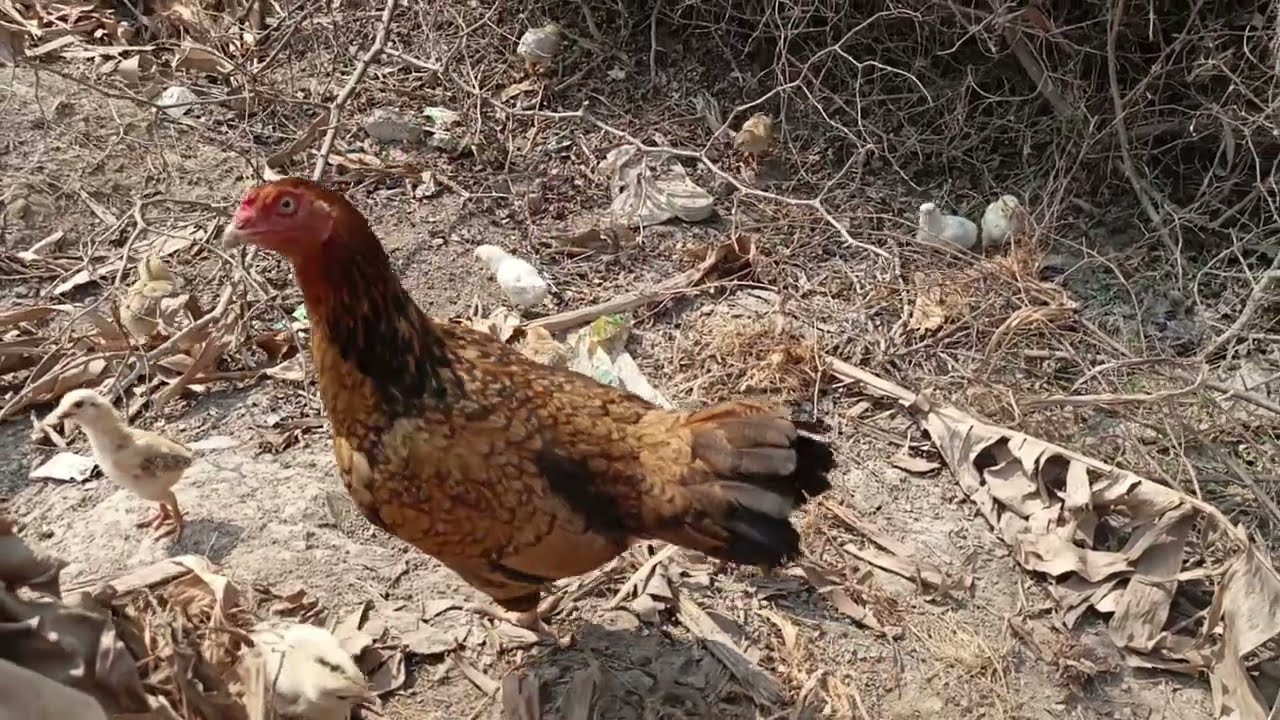Jungali murgi ke chooze🐤Chicken Kids