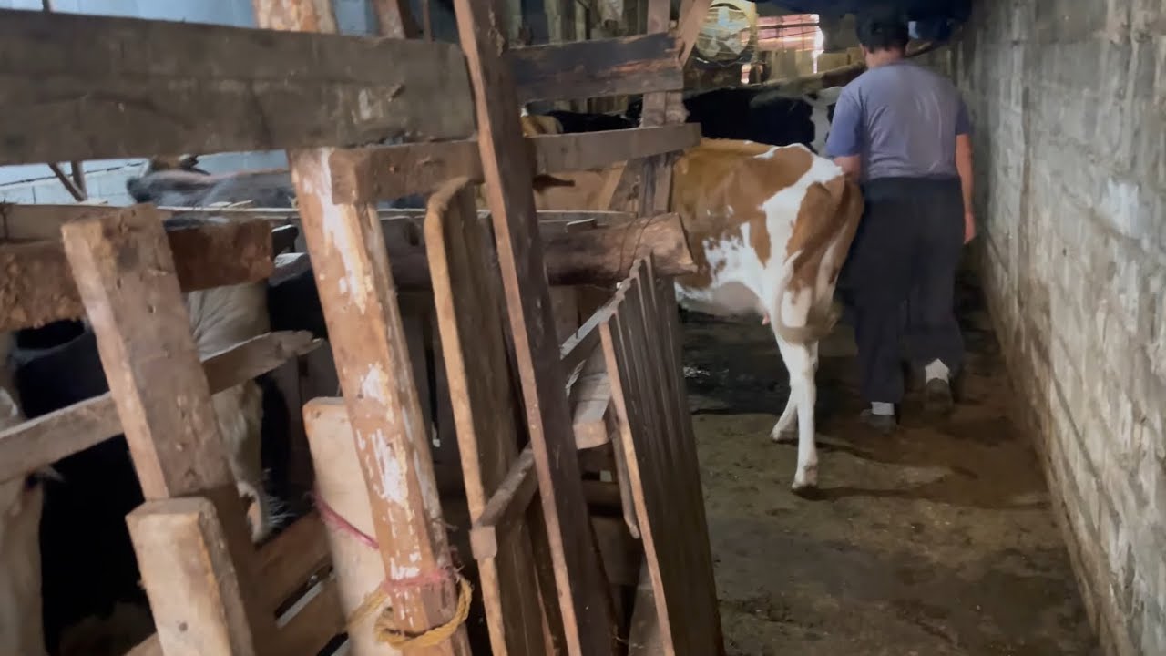 How a farmer prepares cow feed: From the preparation steps to essential livestock nutrition tips