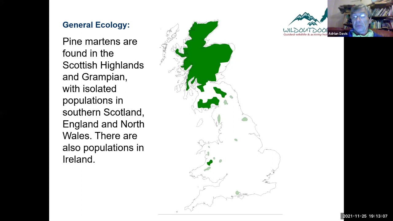 Pine martens in Perthshire