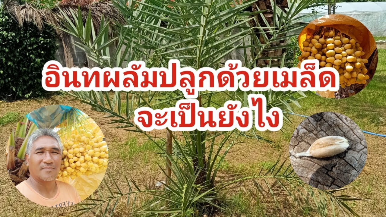 อินทผลัม#ปลูกด้วยเมล็ดจะติดลูกไหม#ถ้าใช้เมล็ดปลูกจะเป็นยังไง#ปลูกด้วยเมล็ดจะกลายพันธุ์ไหม#EP317
