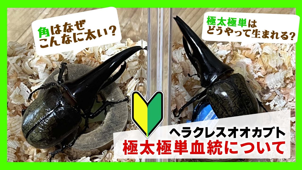 【初心者向け】D.H.ヘラクレスの極太極単血統について！ヘラクレスオオカブトの中でも極端に角が太くてカッコいい個体が存在します！入荷しましたので生体についてお伝えします！