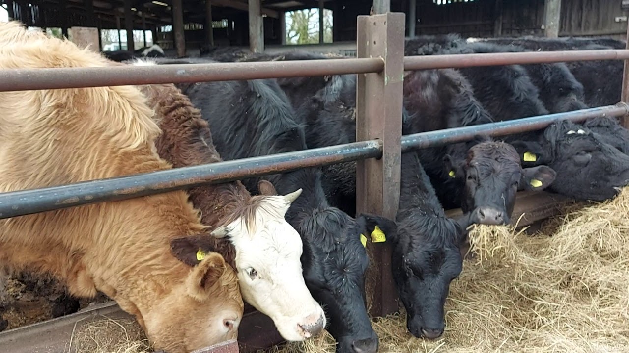 Calf Rearing. Tips and Tricks. Weekly update