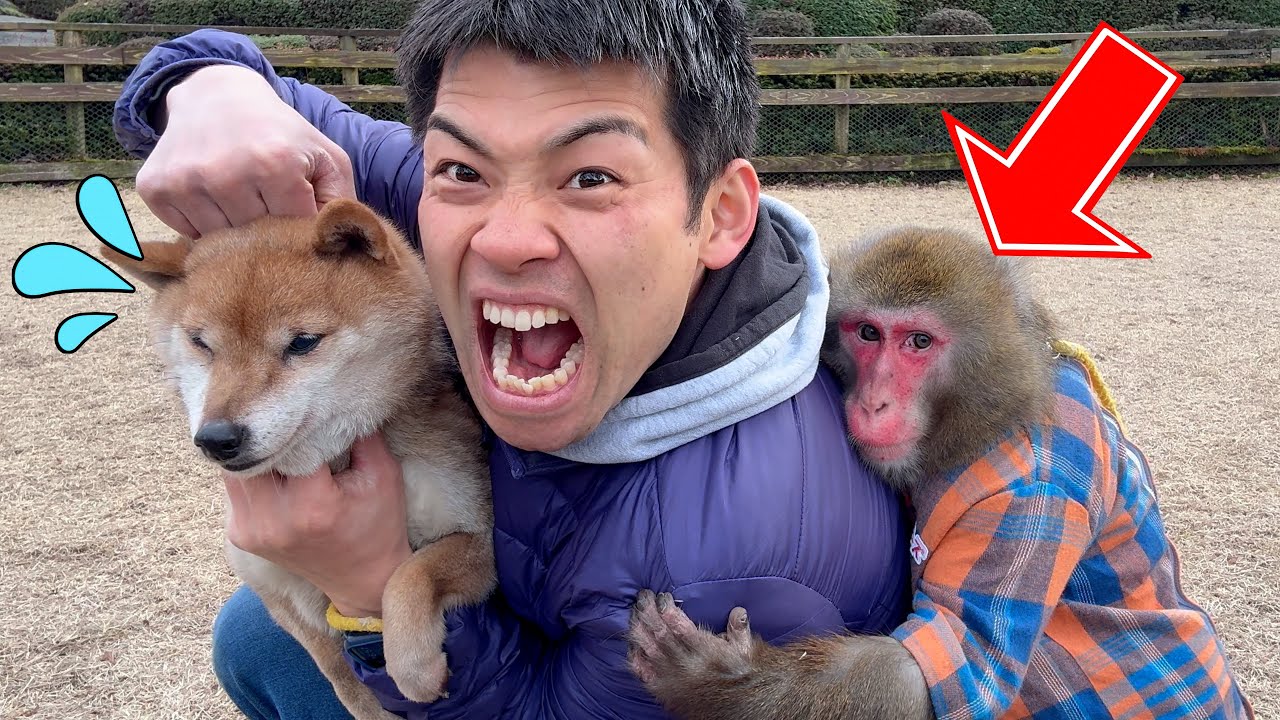 世界一優しいニホンザルの前で犬をいじめると…奇跡の行動に出ました