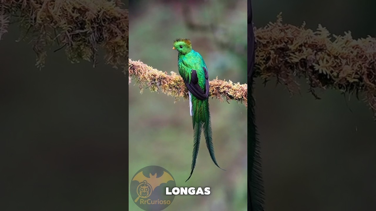 Uma ave exclusiva da costa Rica. #quetzal #ave #curiosidades #passaros #natureza #costarica&nbsp;