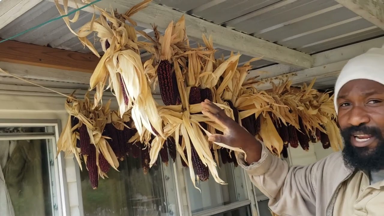 How We Dry Corn to Put Away for Storage