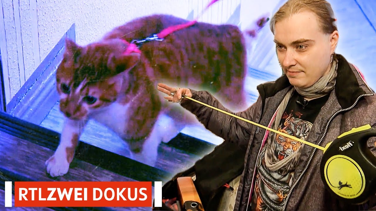 Katze an der Leine? | Hartz, Rot, Gold | RTLZWEI Dokus