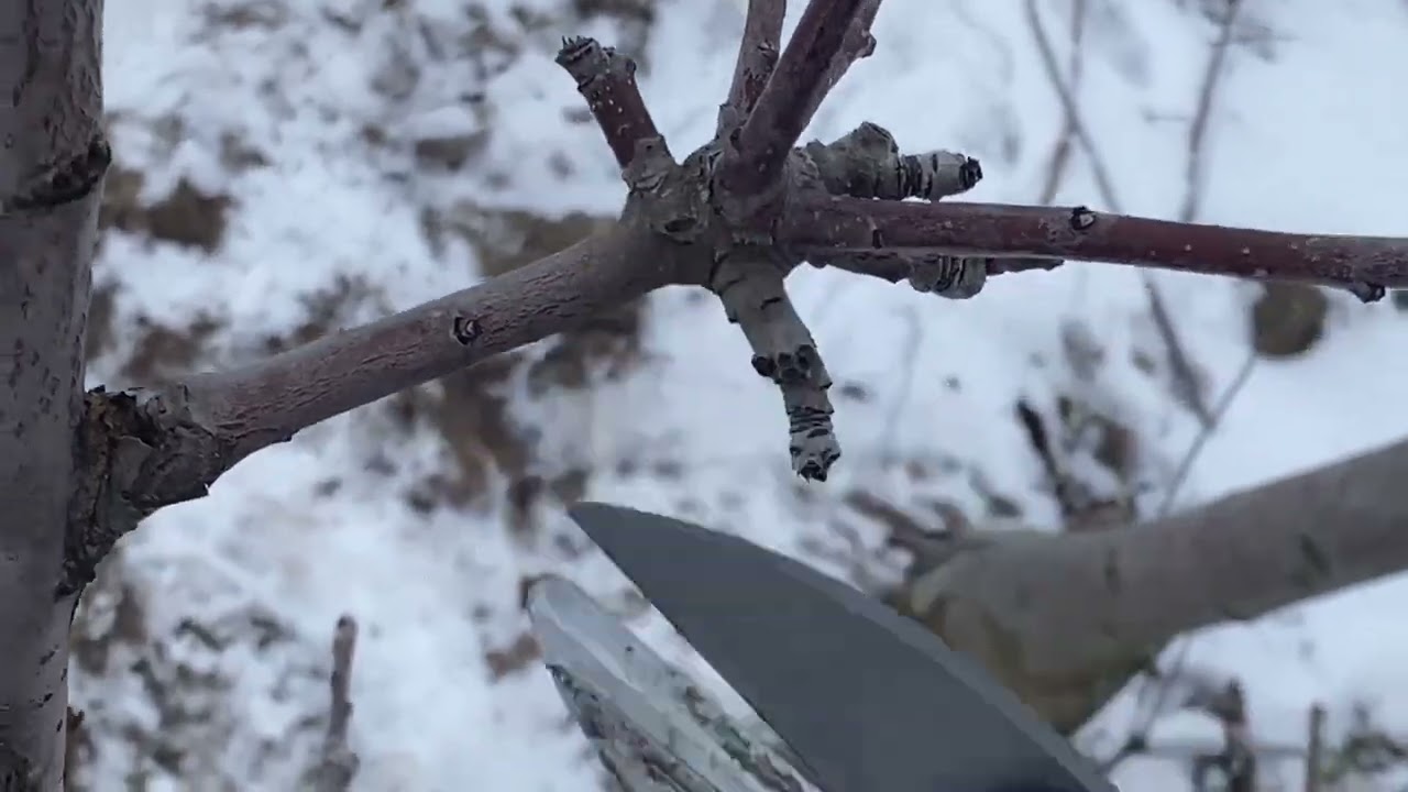 Обрізка яблуні на М9 .Формування на заміщення і плодоношення. Заготівля живців.