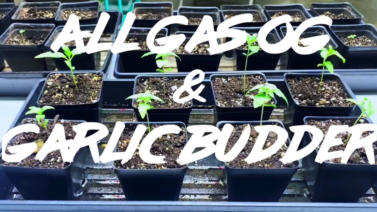 Matty Grows | The Work Grow | Garlic Budder & All Gas OG | # 1 | #GarlicBudder #AllGasOG