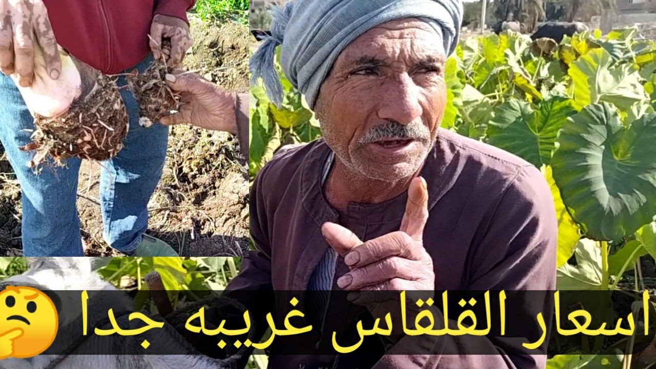 اسعار القلقاس/مش بالكيلو ولا بالطن السعر مفاجاه(هتستغرب سوق العبور اليوم وانتظرو اسعار البطاطس اليوم