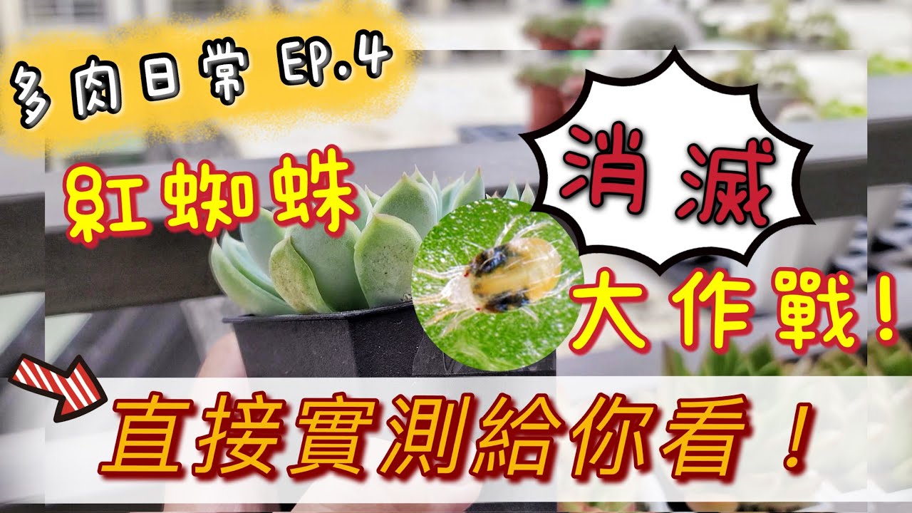 【新手必看】EP.4 紅蜘蛛消滅大作戰｜A&Y多肉日常｜Tetranychus urticae