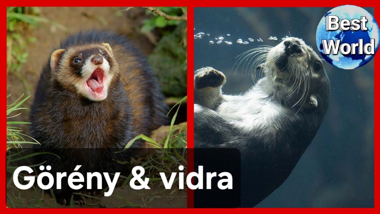 Vadászgörény és Eurázsiai vidra bemutatása
