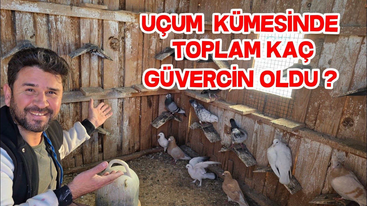 Hediye Güvercinleri Uçum Kümesine Karıştırdım