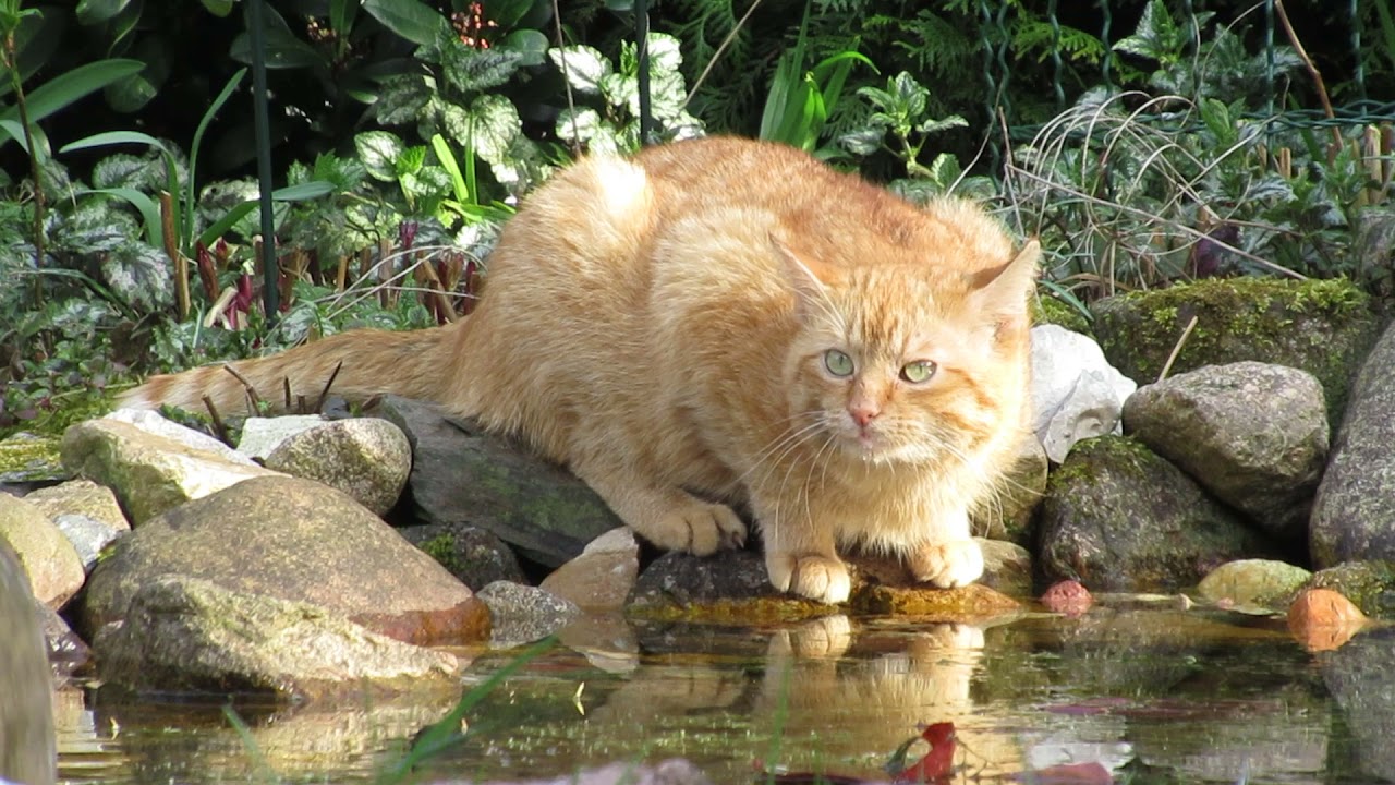 Dagelijks een bezoekje bij onze vijver van Bas de kater 31-3-2021