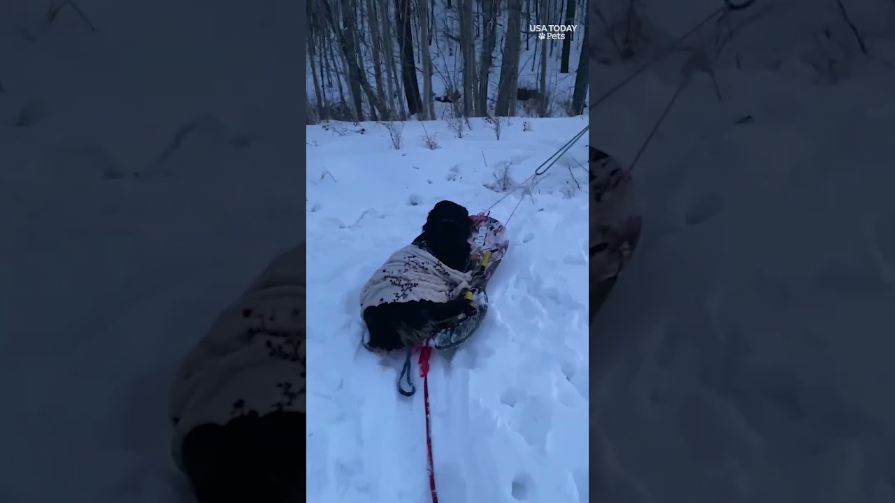 Героический пёс возглавляет свою семью в спасательной операции в условиях зимней стужи.