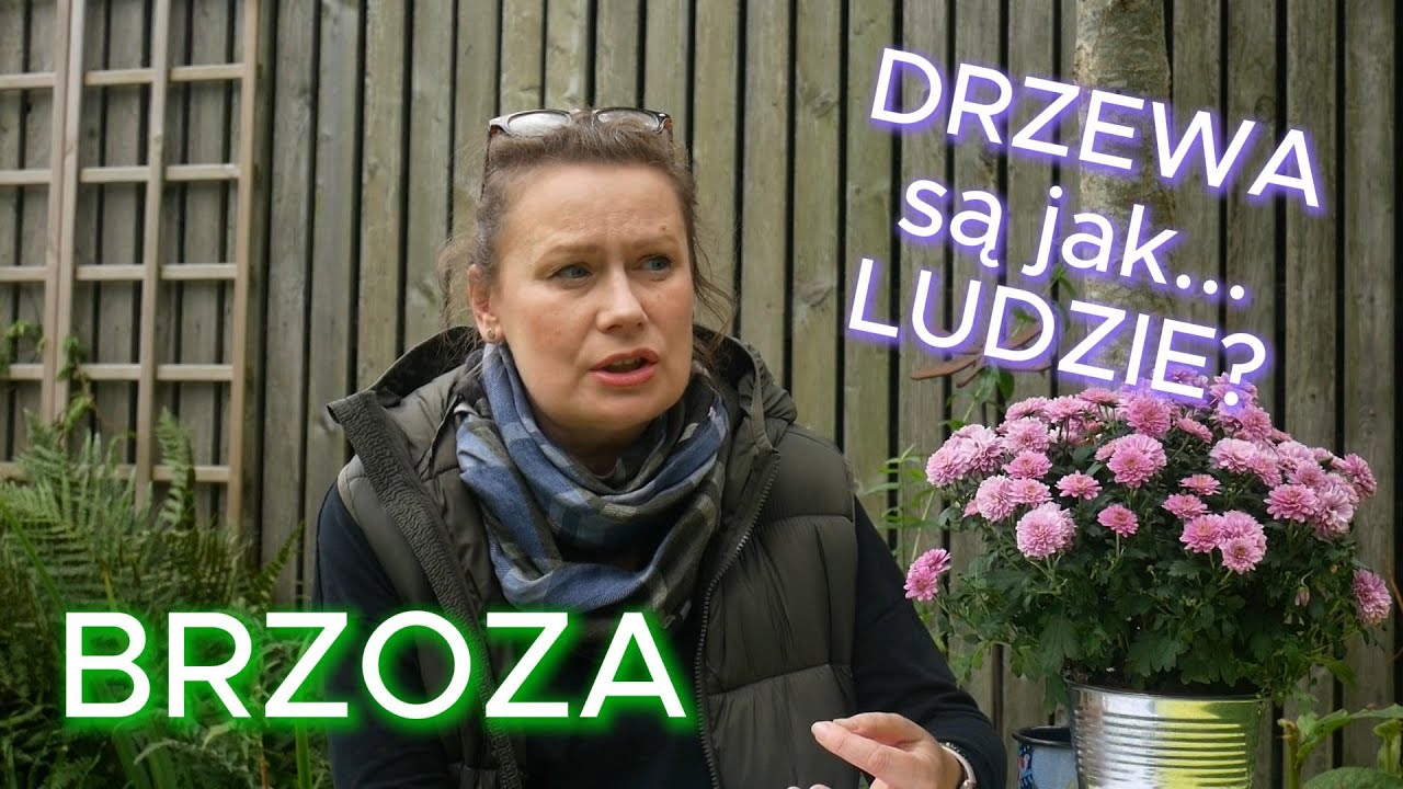 BRZOZA: DRZEWA SĄ JAK... LUDZIE?