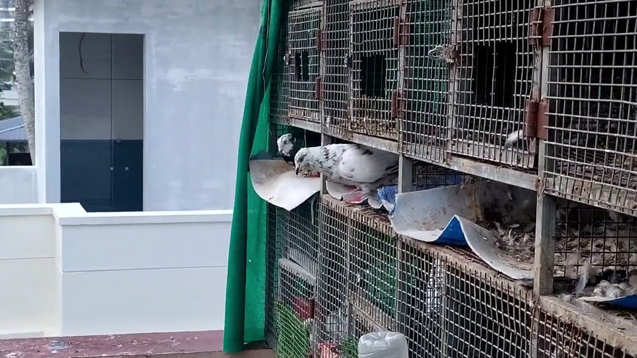 Parava sale loft update #parava #paravaloft #kabutar #pegion #highflyingpigeons #highflyer 