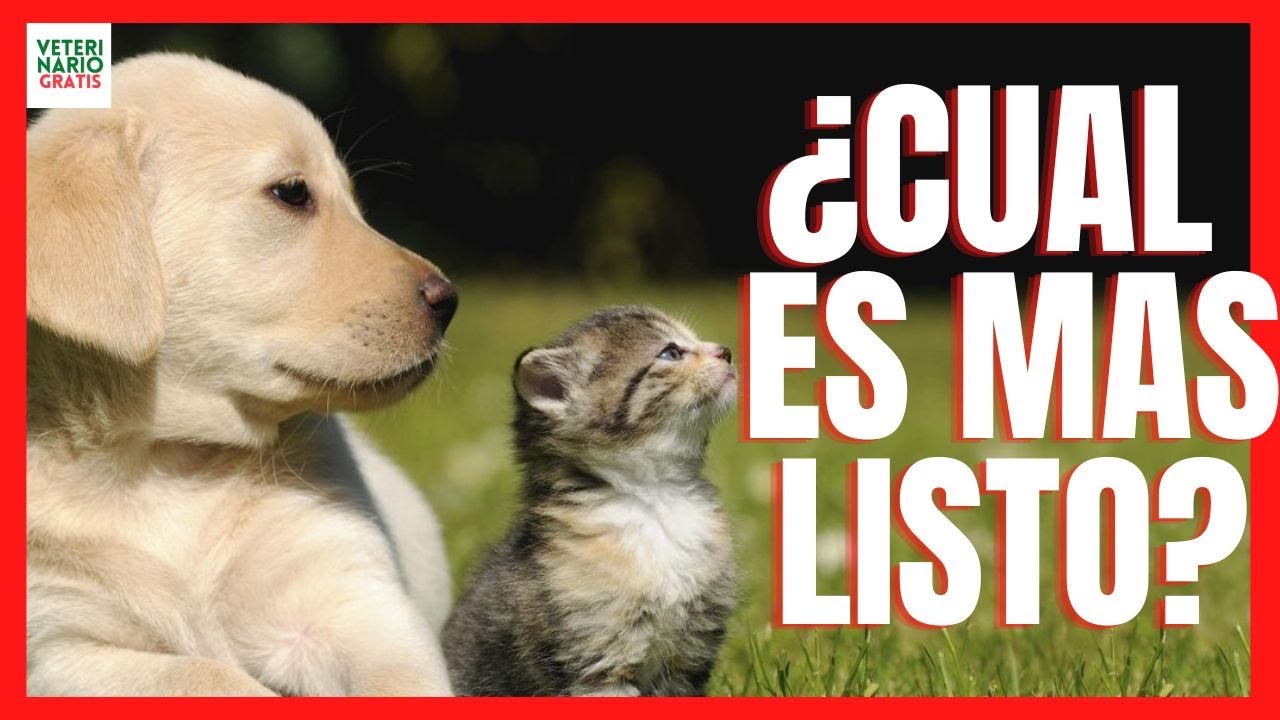 ¿QUIENES SON MAS INTELIGENTES LOS PERROS O LOS GATOS? 💖 SEGÚN LA CIENCIA