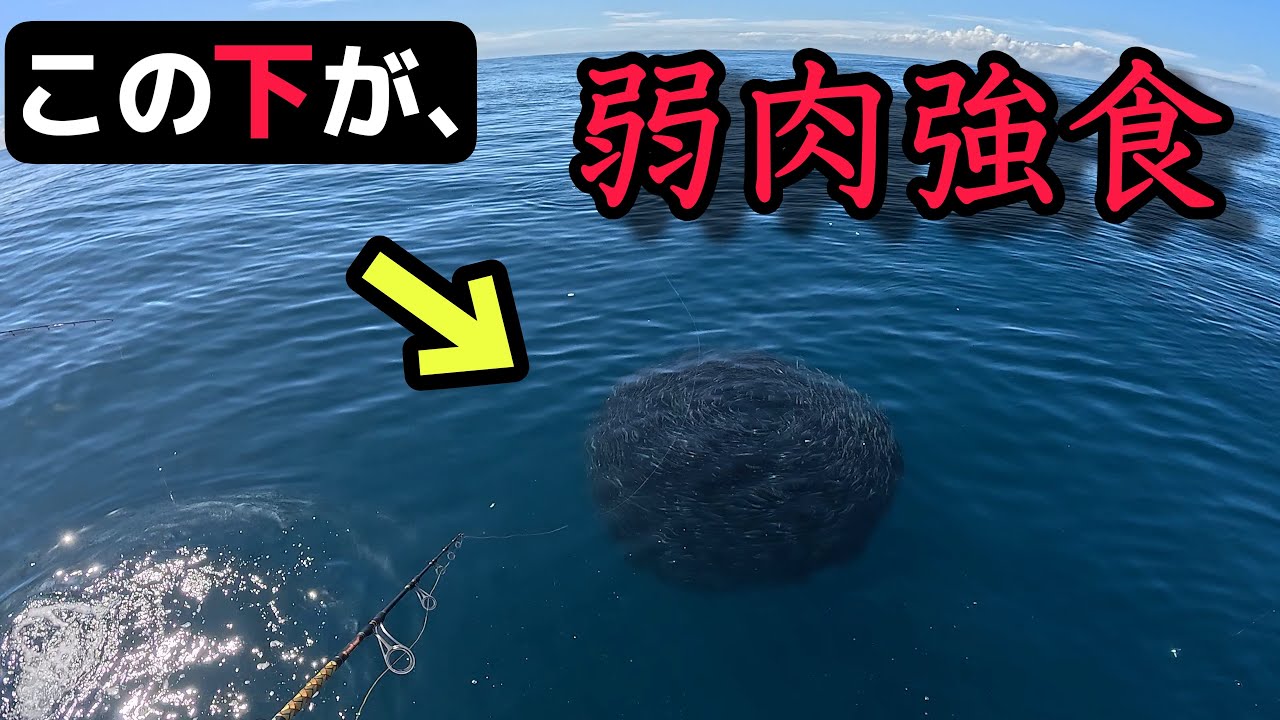 カツオがサイズアップか？！大物生物が、イワシ団子に猛攻撃。千葉県　銚子マリーナ　