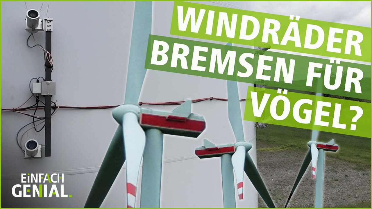 Windräder, die für Vögel bremsen | Einfach Genial | MDR