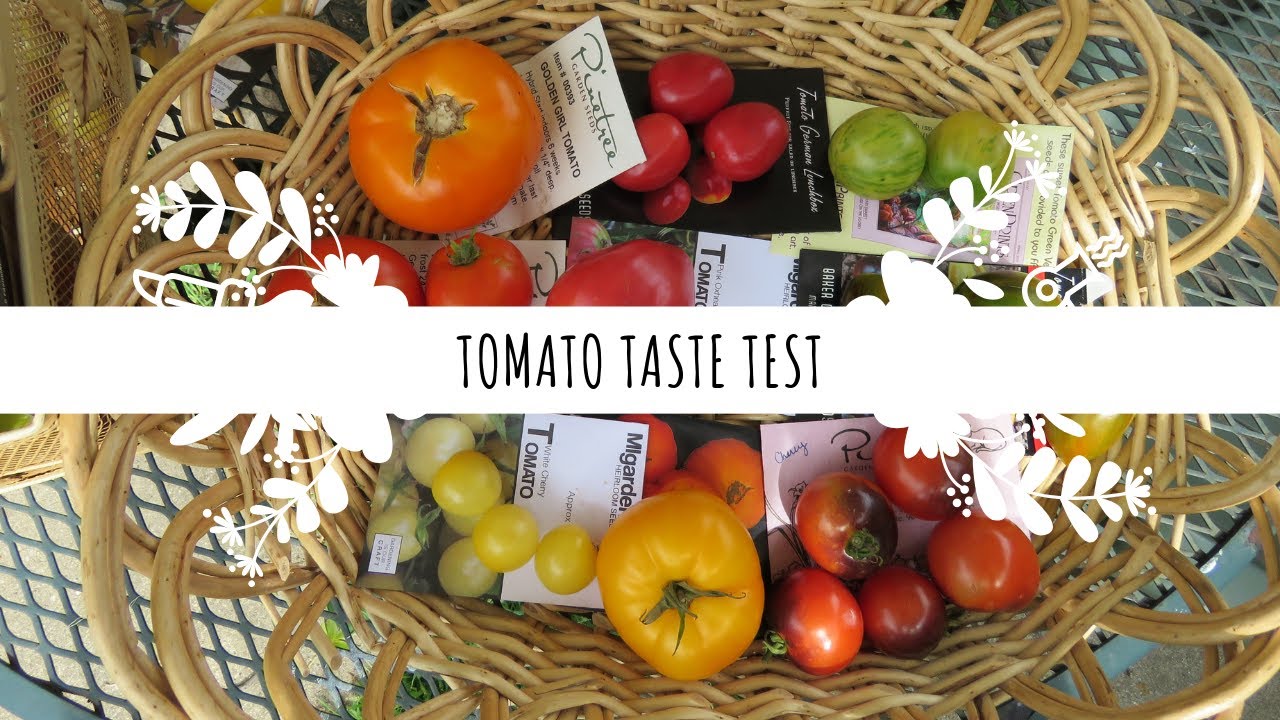 Tomato Taste Test | Summer 2019