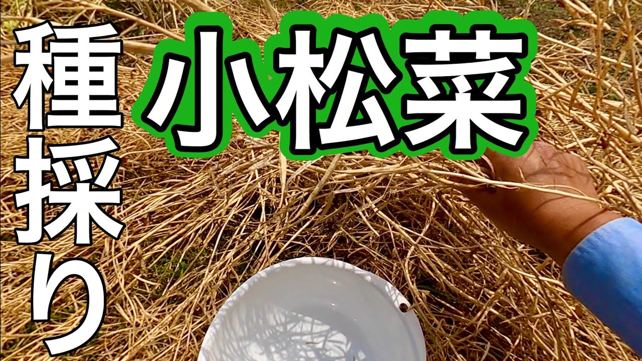小松菜種採り