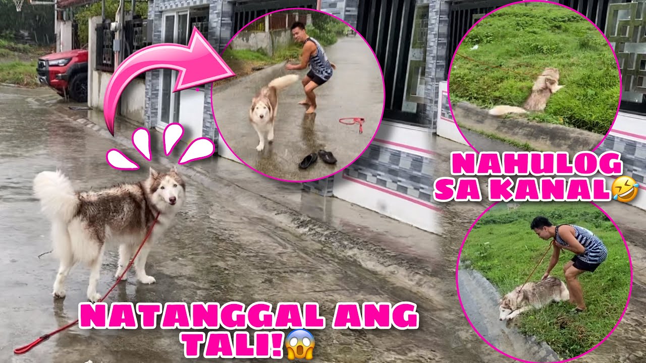 Athena&rsquo;s First Play In The Rain! | NAKAWALA SYA! | Husky Pack TV