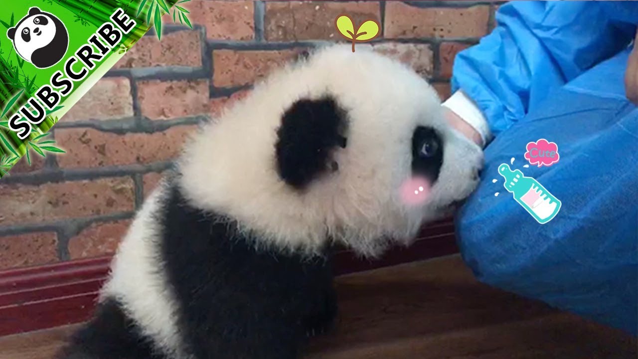 Zhi Shi (Cheese) is the No.1 bully in the Chengdu Base