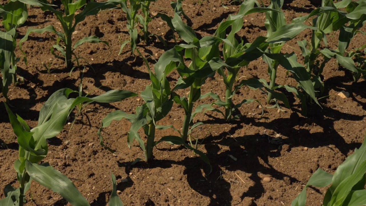 I tre ibridi Syngenta in campo a Mais Domani