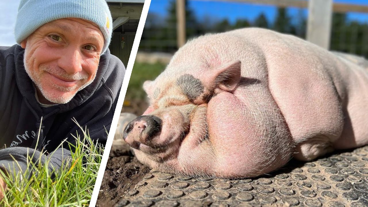 Morbidly Obese Pig Locked in a Trailer Has His Life Transformed | Paulie Walnuts Rescue Story